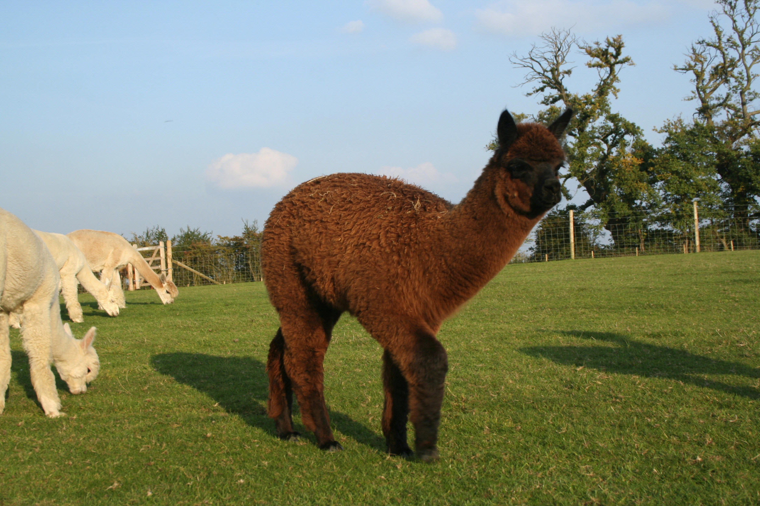 Teasel1.jpg